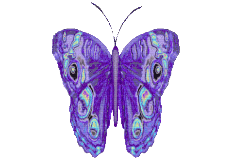 Butterfly - GIF เคลื่อนไหวฟรี