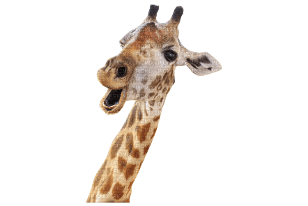 girafe - bezmaksas png