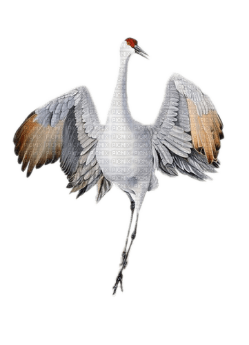 Vogel, Kranich, tanzen, Bird - kostenlos png