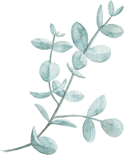 eucalyptus watercolor Bb2 - nemokama png