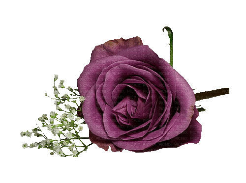 Rose violet purple lila