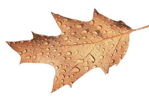 fall autumn leaf leaves feuille - PNG gratuit