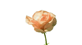 rose gif - GIF animate gratis
