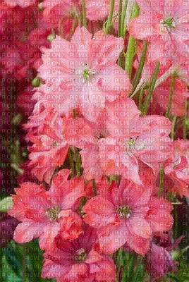 flores flower - png grátis