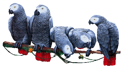 Kaz_Creations Animated Birds Parrots - GIF animé gratuit