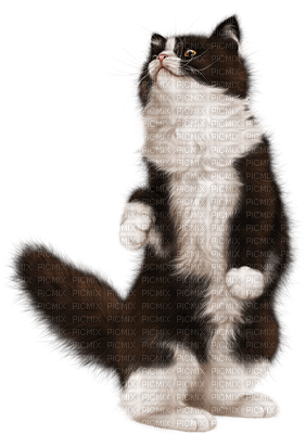 patricia87 chat - ilmainen png
