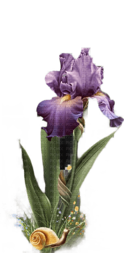 Iris.Flower.Purple.Victoriabea - png ฟรี