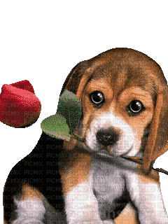 maj gif beagle - 免费动画 GIF