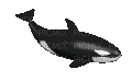 baleia - GIF animé gratuit