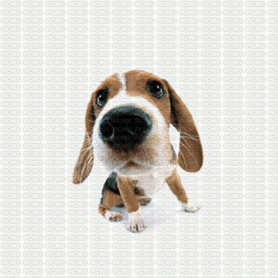 cão - Darmowy animowany GIF