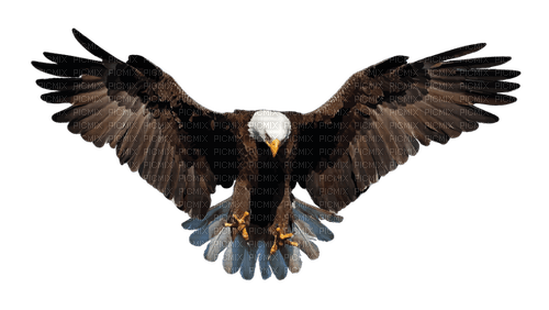Adler - PNG gratuit