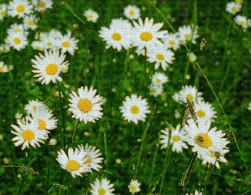 charmille _ fleurs - Δωρεάν κινούμενο GIF