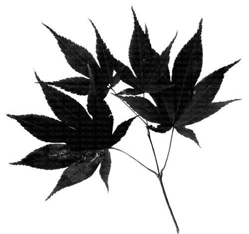 Black.Branch.Leaves.Plant.Victoriabea - Free PNG