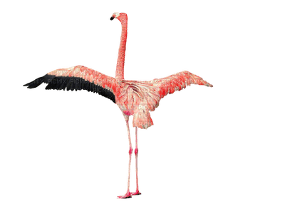 Kaz_Creations Flamingos Birds Bird - darmowe png