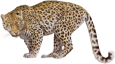 Jaguar Teeh - GIF animado grátis
