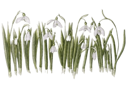 snowdrops - png grátis