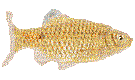 fish - Gratis geanimeerde GIF