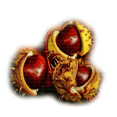 frutas otoño dubravka4 - png gratuito