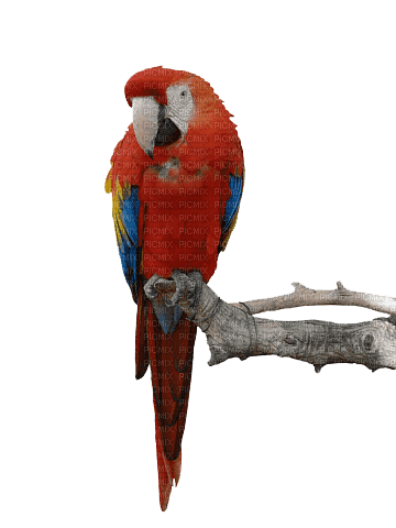 papagei milla1959 - darmowe png