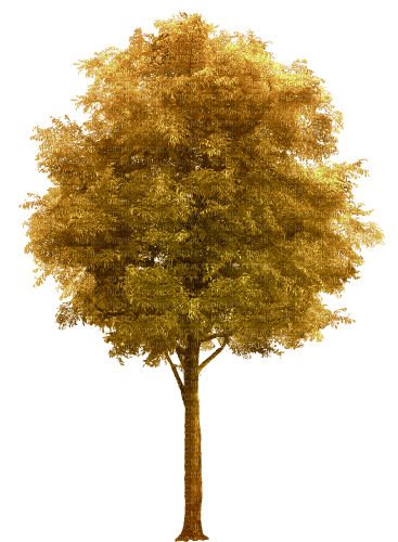 träd-höst---tree-autumn - png ฟรี
