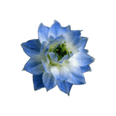 lotus flowers bp - ücretsiz png