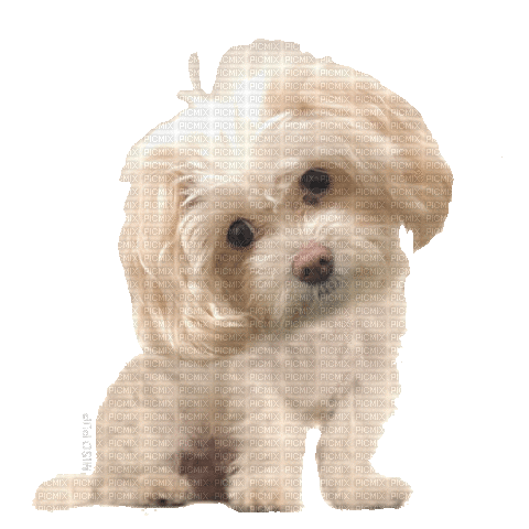 Animated White Dog Chien - Gratis animerad GIF