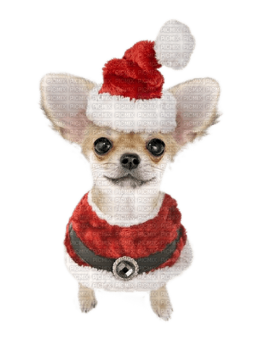 Dog, Hund, Weihnachten - безплатен png