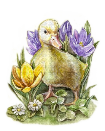 Frühling, Blumen, Ente, Ostern - PNG gratuit