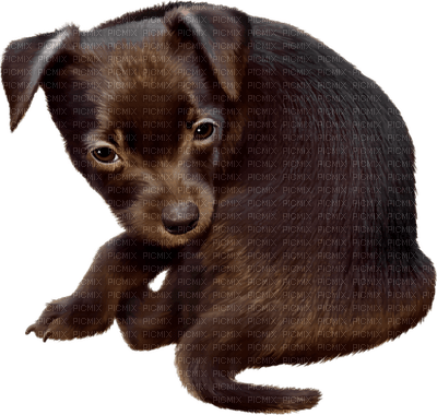 Kaz_Creations Dogs Dog Pup 🐶 - png ฟรี