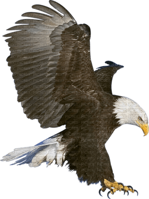 eagle bp - безплатен png