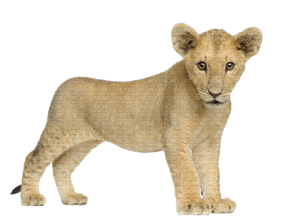 Kaz_Creations Lion Cub - zdarma png
