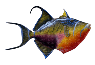 Морская рыба - фрее пнг