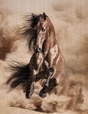 horse Nitsa Papakon 4 - png gratis