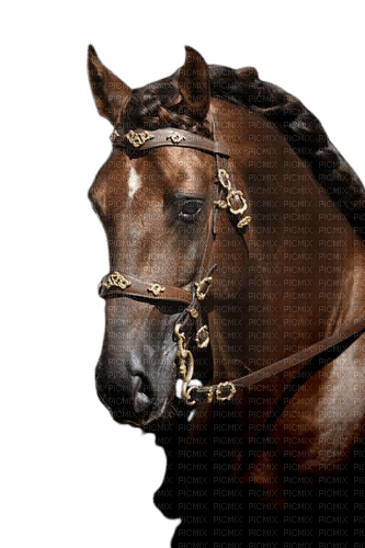 maj cheval - png grátis