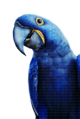 Kaz_Creations Parrot-Bird - darmowe png