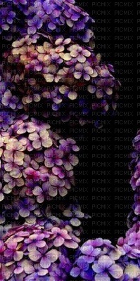 HYDRANGEA FLOWERS - darmowe png