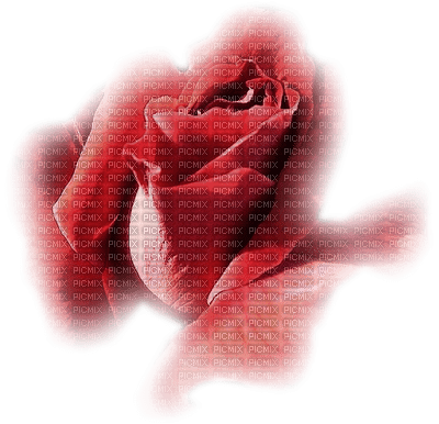 Róża tube1 - png gratis