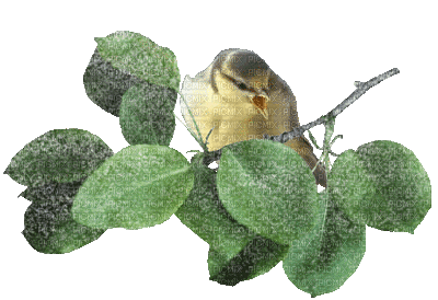 Bird.Oiseau.Branche.branch.Tree.pájaro.Victoriabea - Kostenlose animierte GIFs