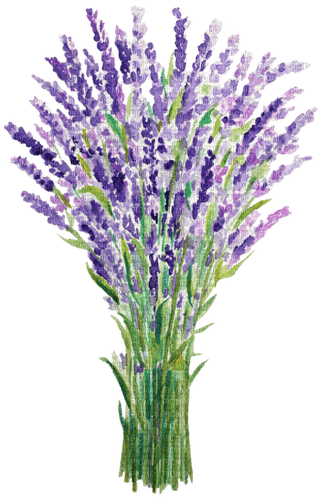 lavender Bb2 - фрее пнг