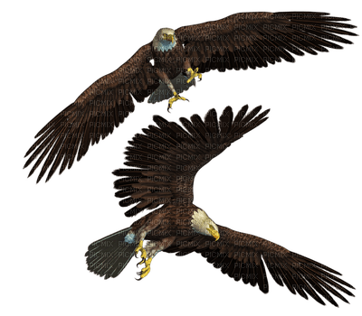 aigles . S - Free PNG