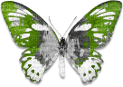 soave deco butterfly black white green - gratis png