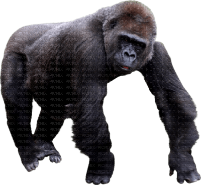gorille - besplatni png