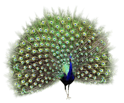 peacock - Nitsa - бесплатно png