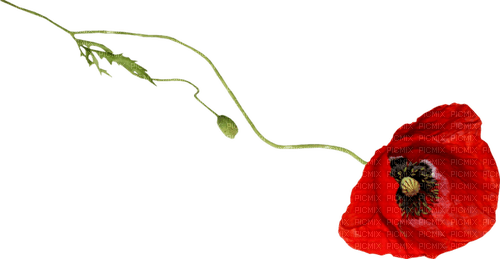 dolceluna red poppy - png grátis