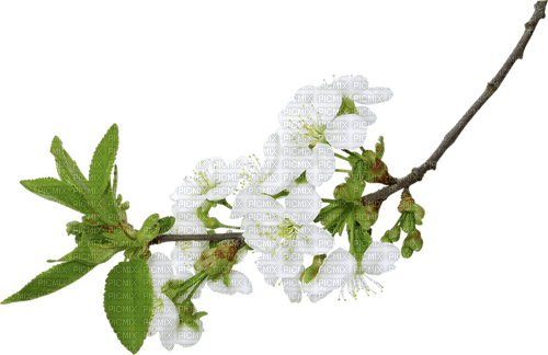 Spring Blossom Branch - безплатен png