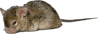 mouse - darmowe png
