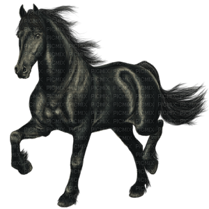 Horse - darmowe png