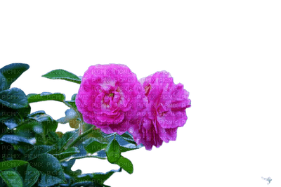 flower,rose - darmowe png