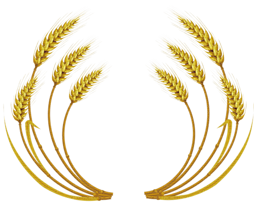 Frame blé, moisson - Free PNG