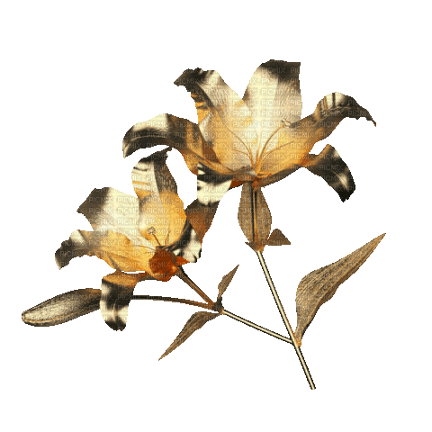 FLOWER - Ücretsiz animasyonlu GIF